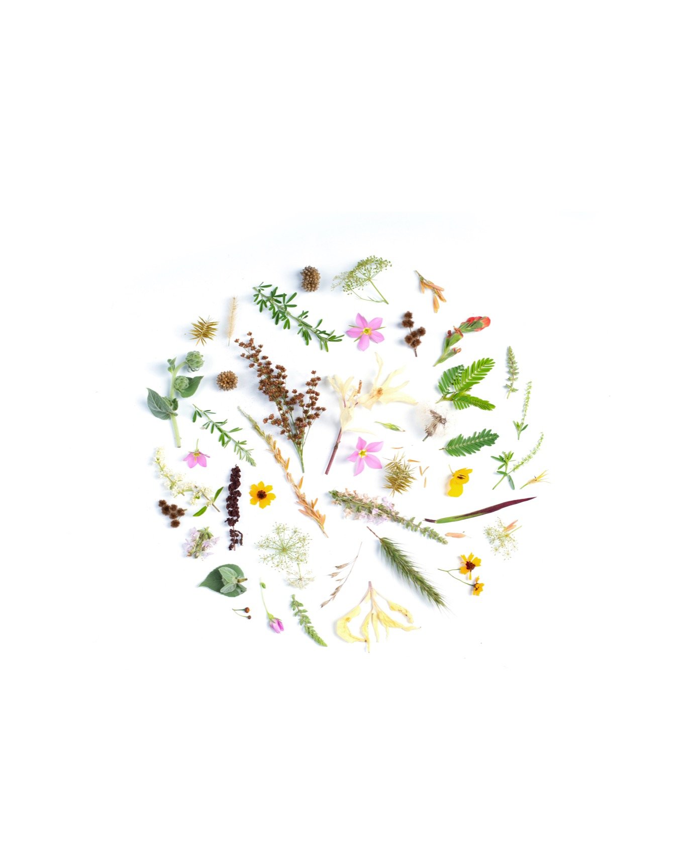 Selezione di materie prime botaniche