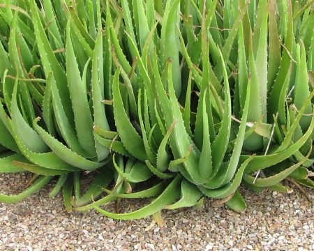 Aloe ( 25% Senna )