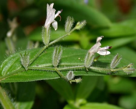 Andrographis 10%