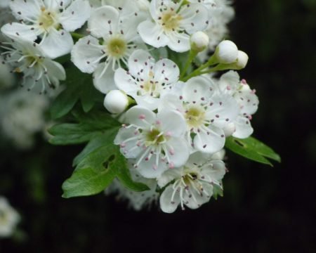 Biancospino 1,8%