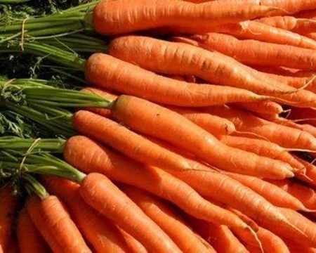 Carota