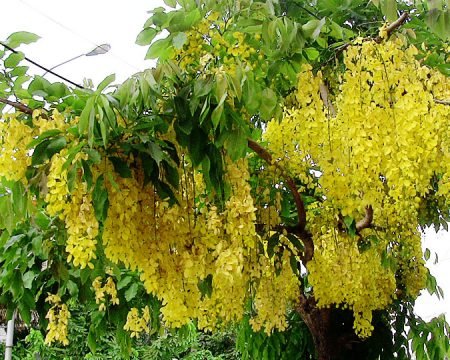 Cassia fistula