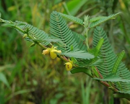 Cassia nomame