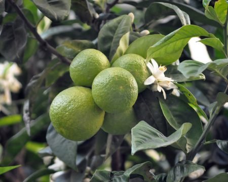 Citrus aurantium 10,0%