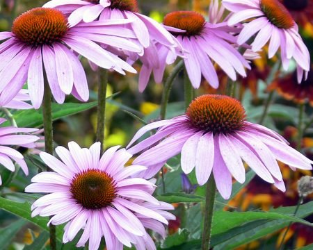 Echinacea angust, 4,0%
