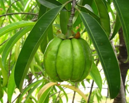 Garcinia 50,0%