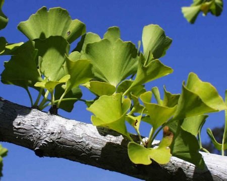Ginkgo 24,0%