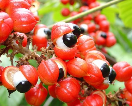 Guaranà 2,5%