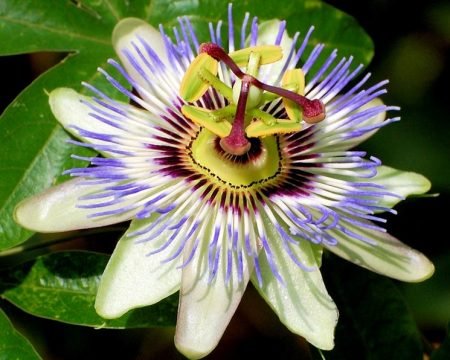 Passiflora 4,0%