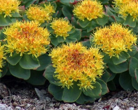 Rhodiola rosea 3,0%