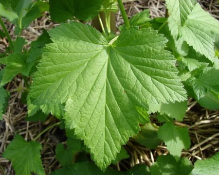 Ribes nero foglie