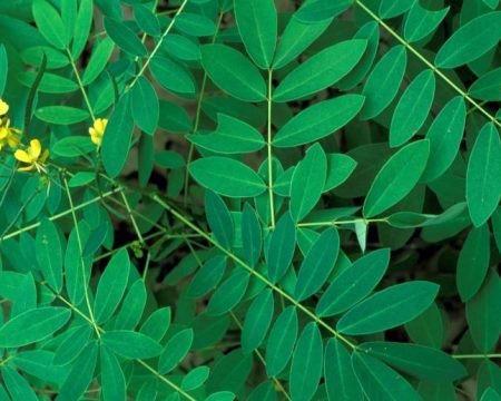 Senna tinnevelly